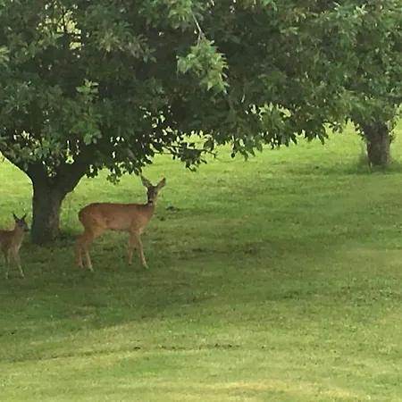 Apartmán Eskaerhus Pa Tasinge, Taet Pa Svendborg - Afdeling Med Egen Indgang *